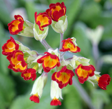 Schluesselblume-rot-1.jpg